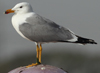 Larus armenicus